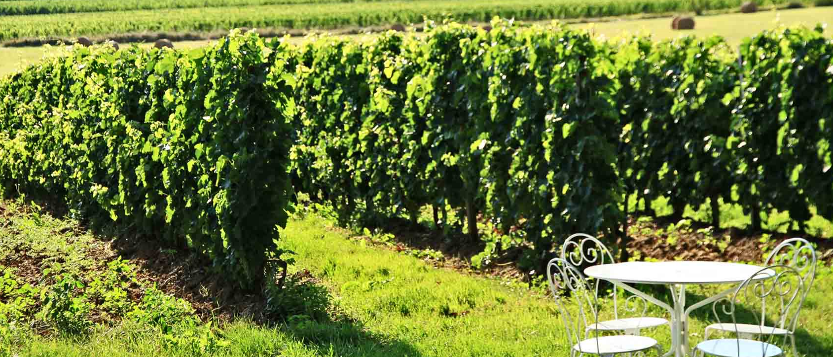best wine tours - Wine Paths